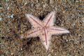 Astropecten irregularis